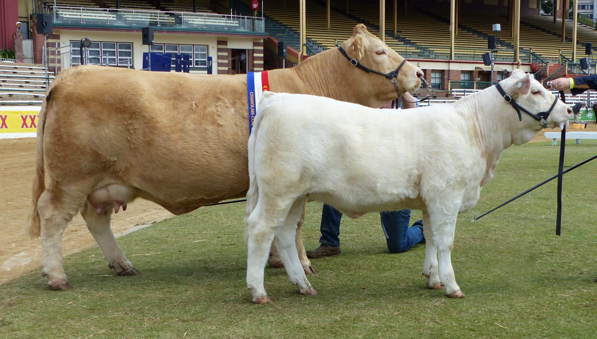 Grand Champion Charolais Female and Interbreed Champion Pair