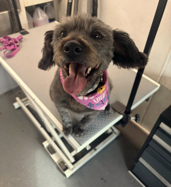 Freshly groomed gray terrier mix in a pink bandana inside the Top Dog grooming van