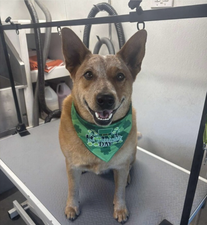 Yellow Lab after a mobile groom, wearing a red holiday bandana in the Top Dog van