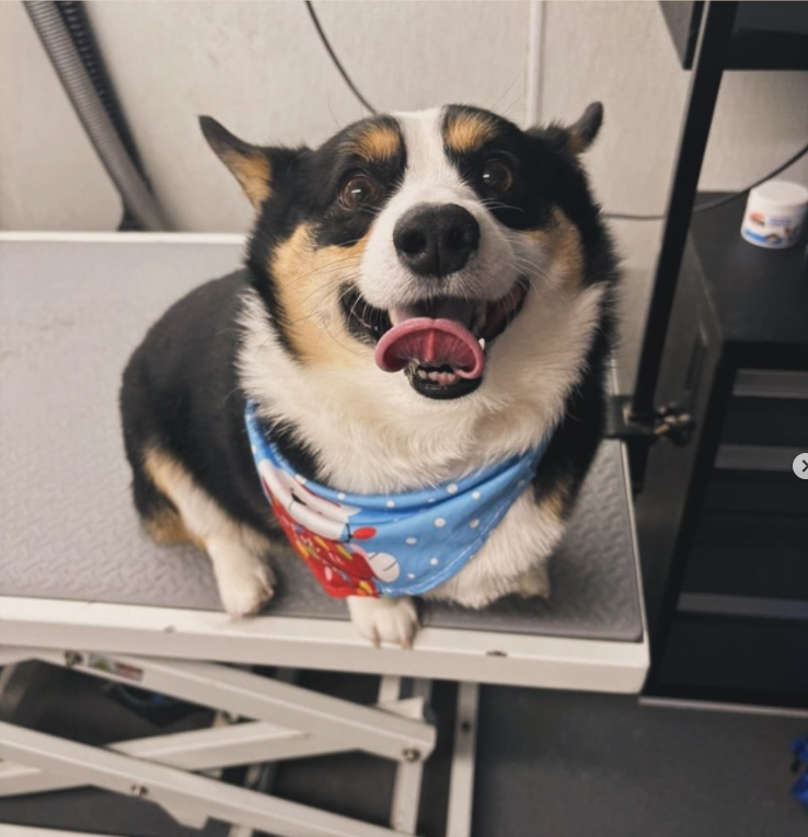 Smiling corgi with a fresh groom and blue bandana on the Top Dog grooming table