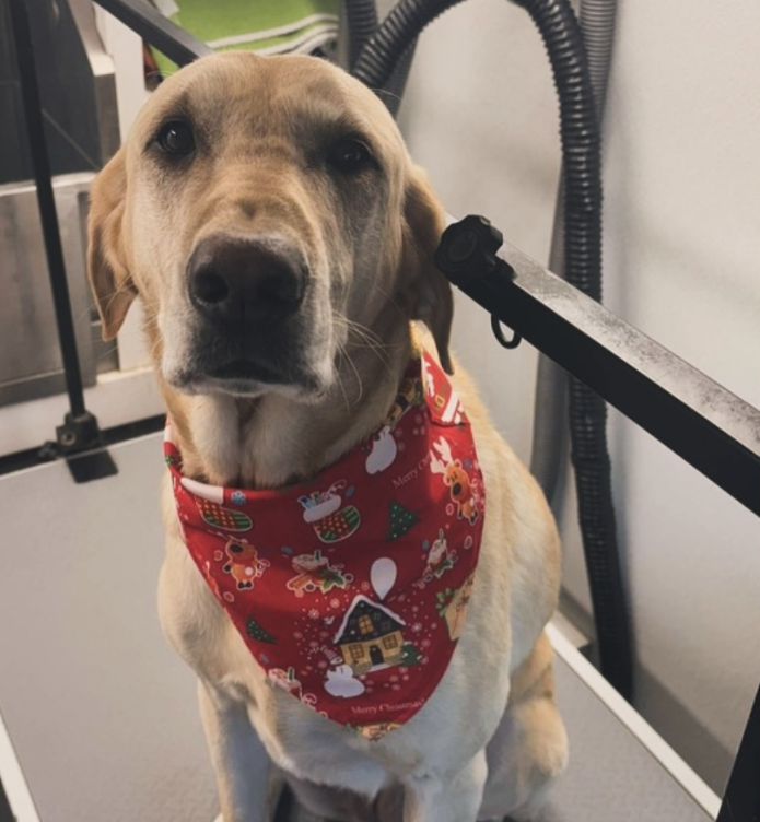 Red heeler grinning after his groom, wearing a green bandana in the Top Dog van