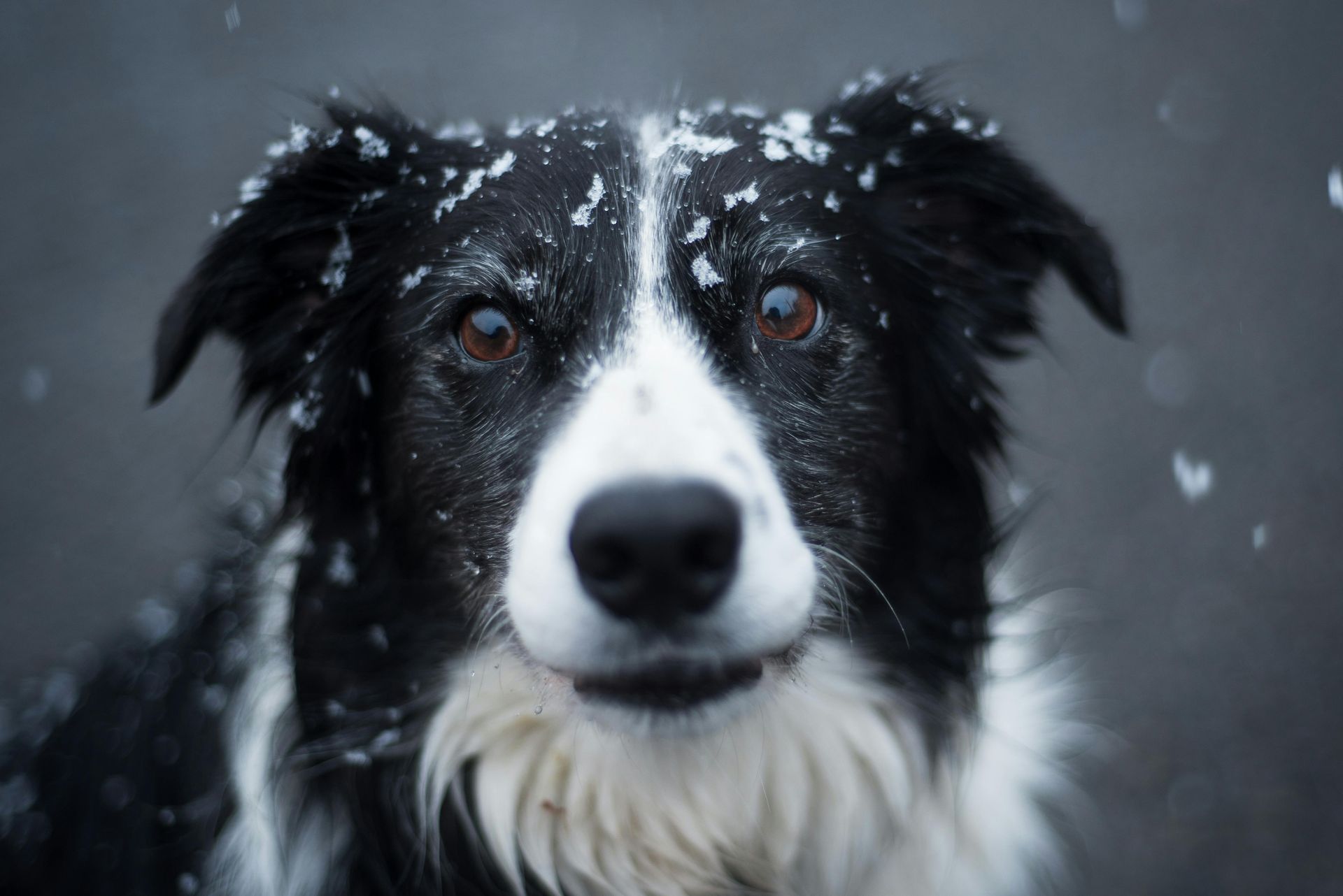how long should my dog live?