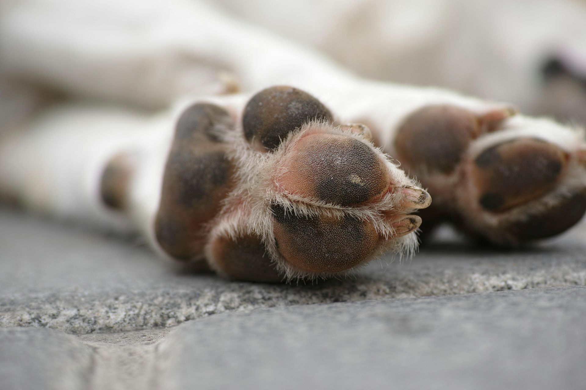dry/cracked paw pads