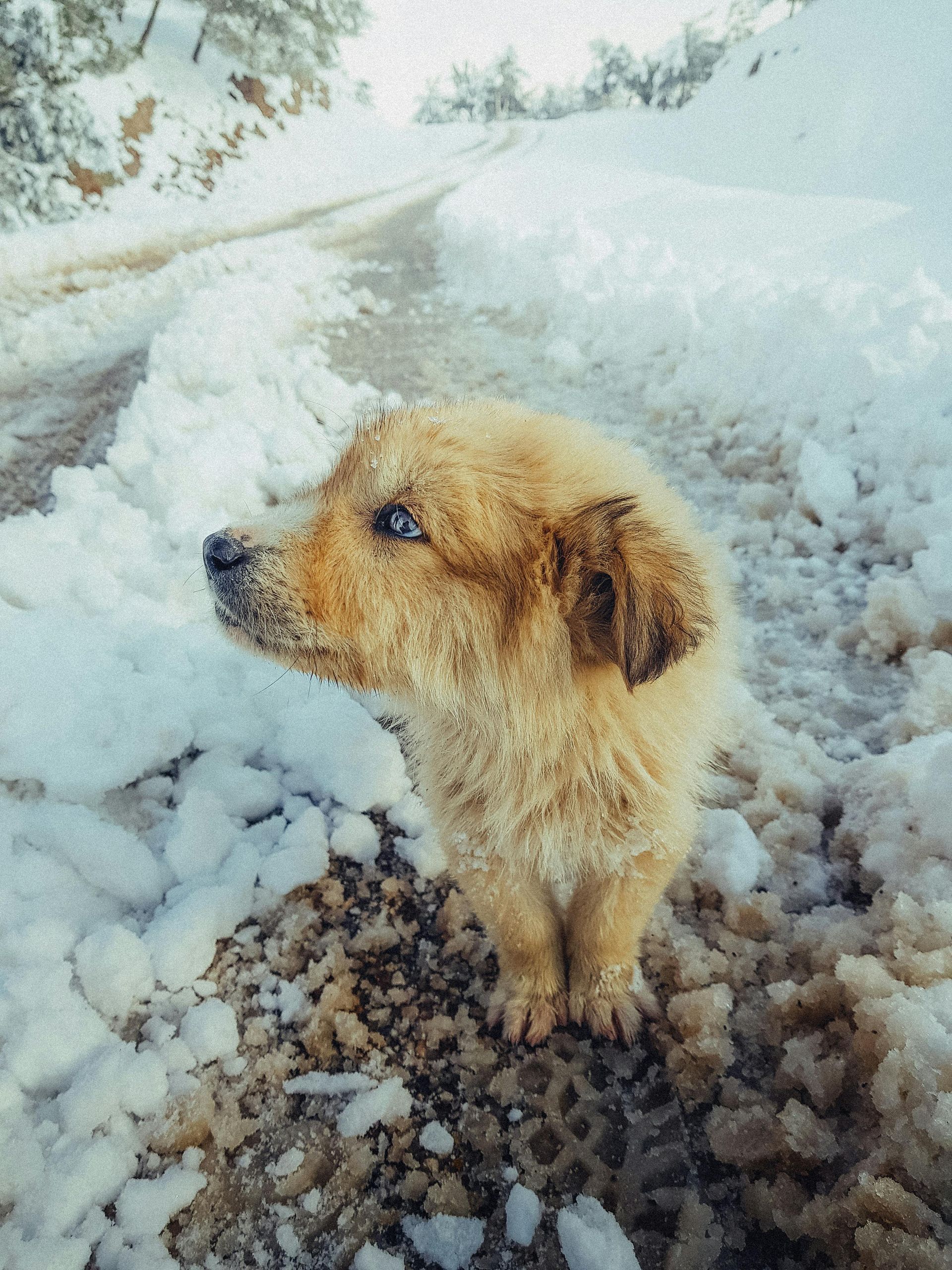 matted fur