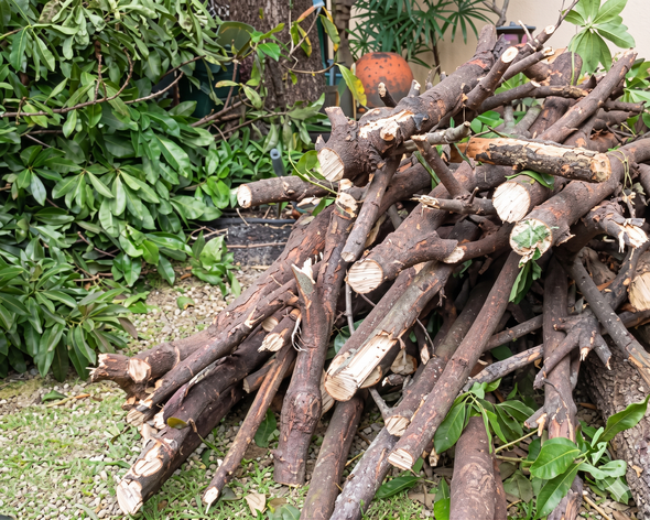 Pile of cut tree branches and logs stacked on grass beside dense green foliage