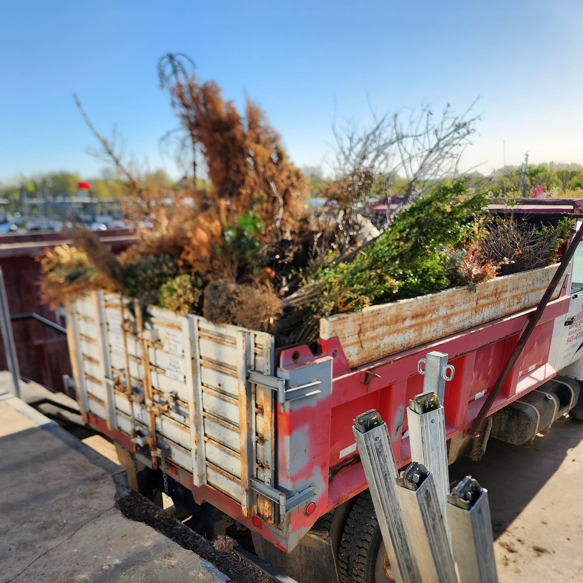 Red dump trailer loaded with tangled brush and yard waste in a sunny outdoor yard