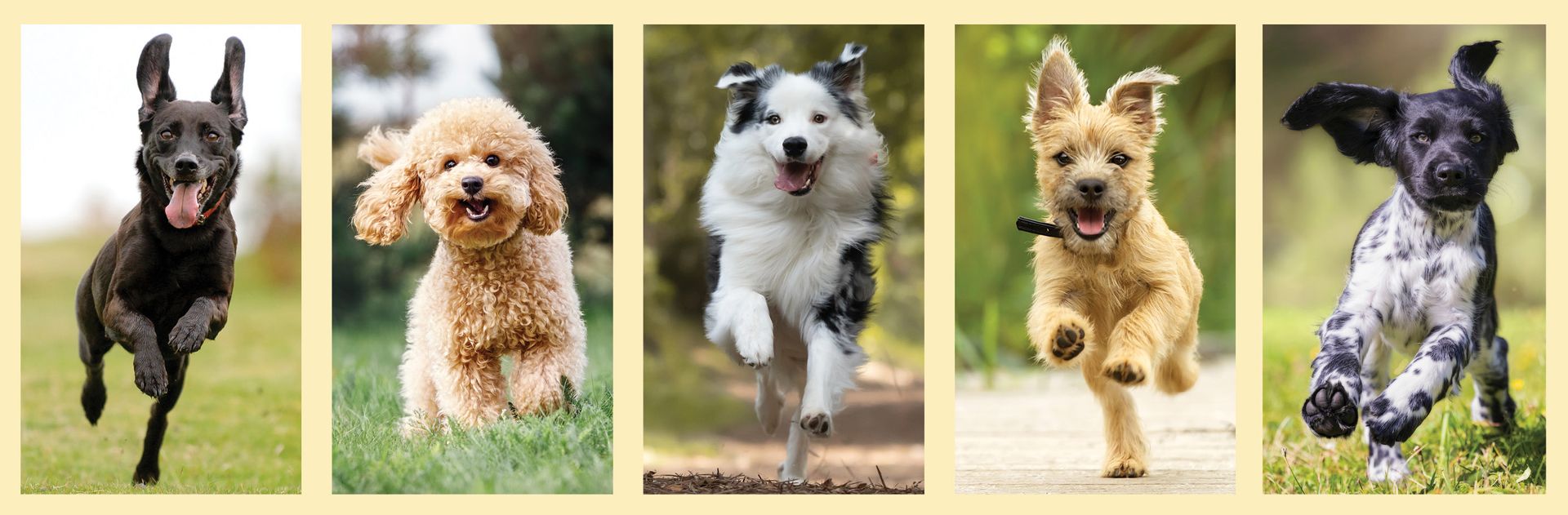 Paws in the Park 2024 sponsors