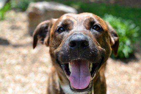 Adoptable dogs at MCHS
