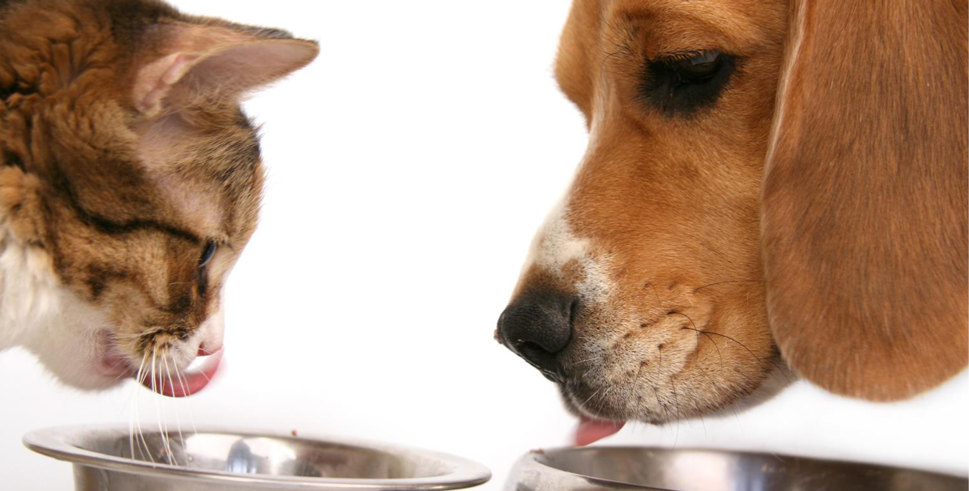 Cat and dog eating from separate metal bowls; both sticking out tongues.