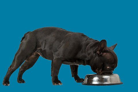 MCHS Pet Food Pantry