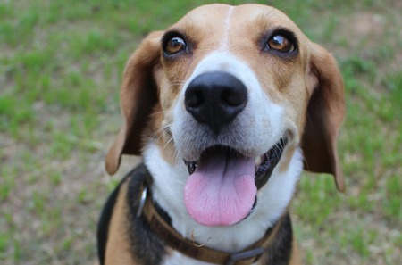 Adoptable dogs at MCHS
