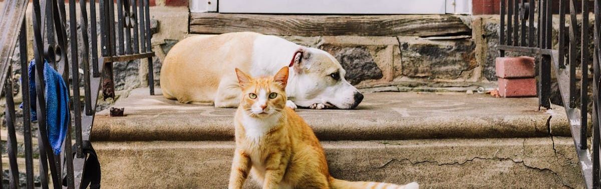 A cat and a dog are sitting on the steps of a building.