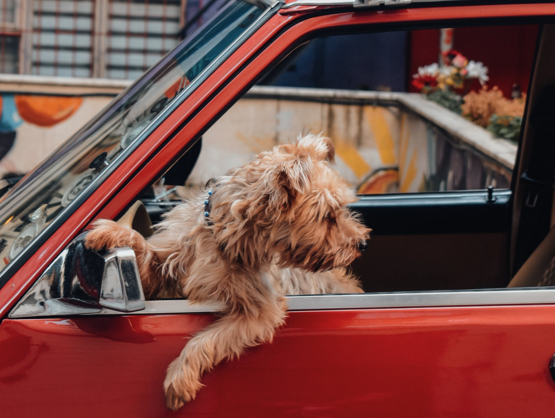 MCHS Dog in a donated car