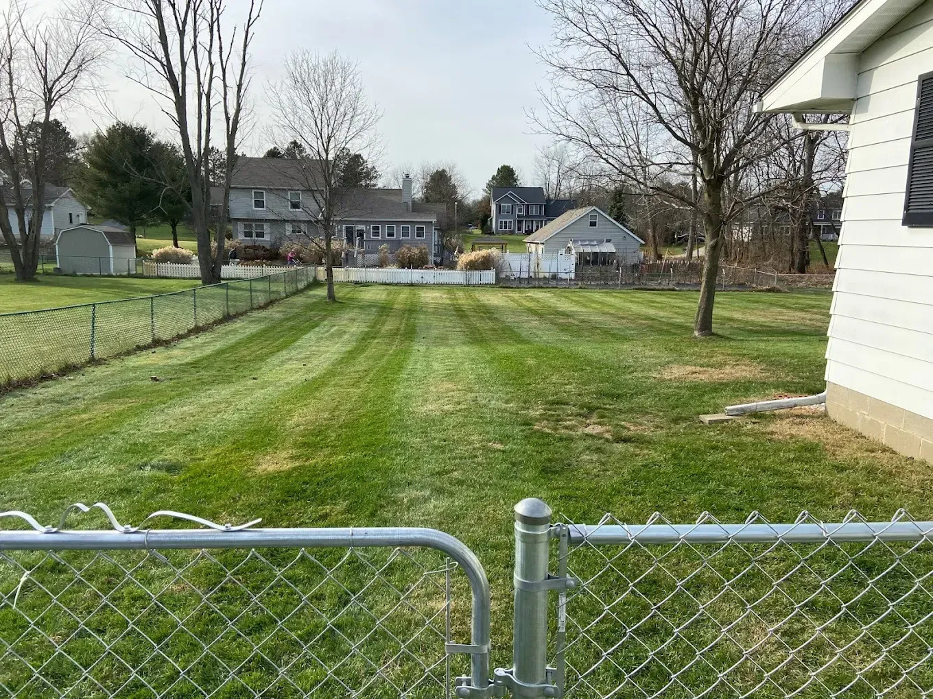 Backyard with a chain-link fence, green grass, leafless trees, and houses in the distance.