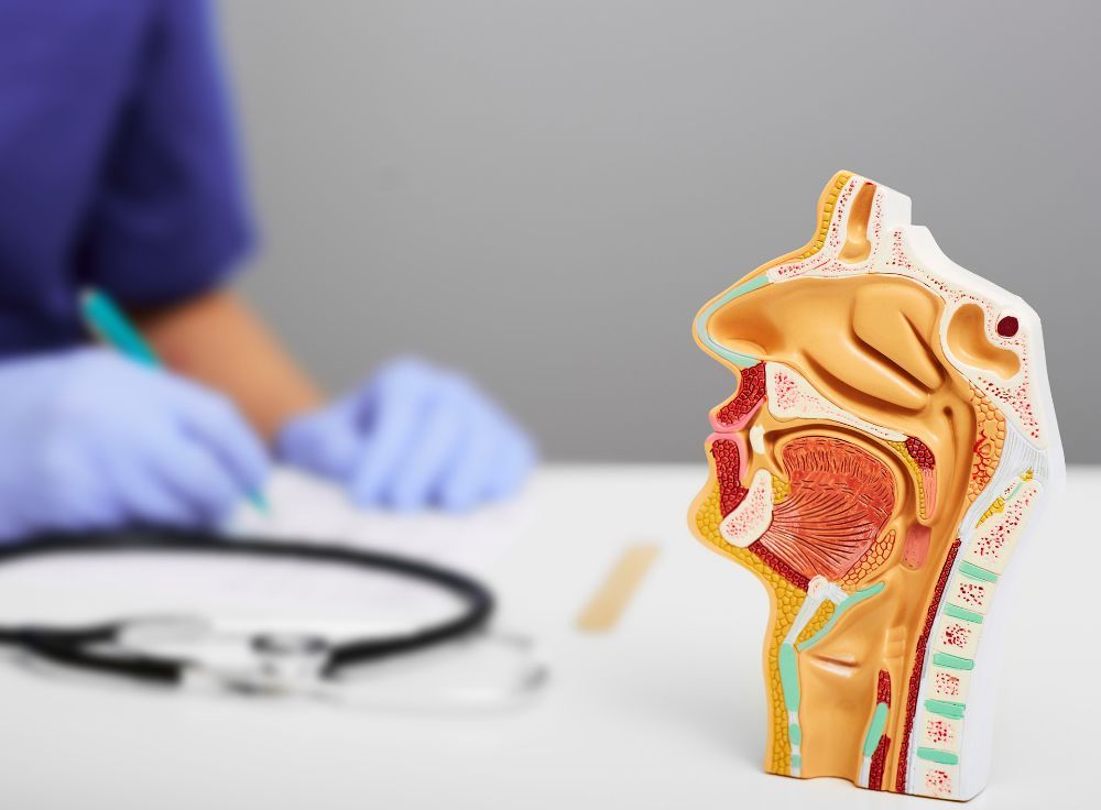 Nasal and Oral Cavity Anatomical Model — Danvers, MA — North Shore Ear Nose & Throat