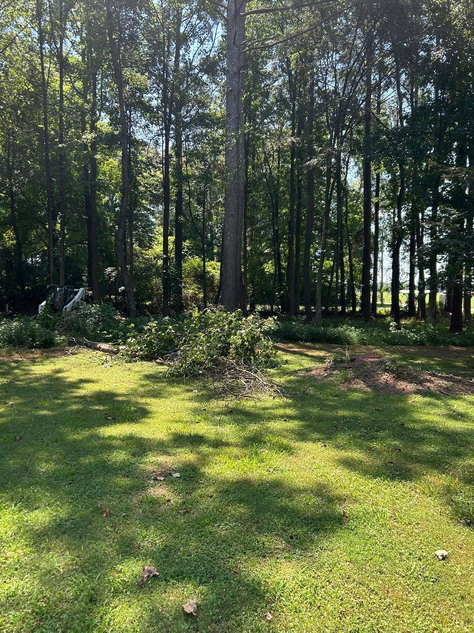 Lush green yard with trees in the background; sunlight streams through the canopy.