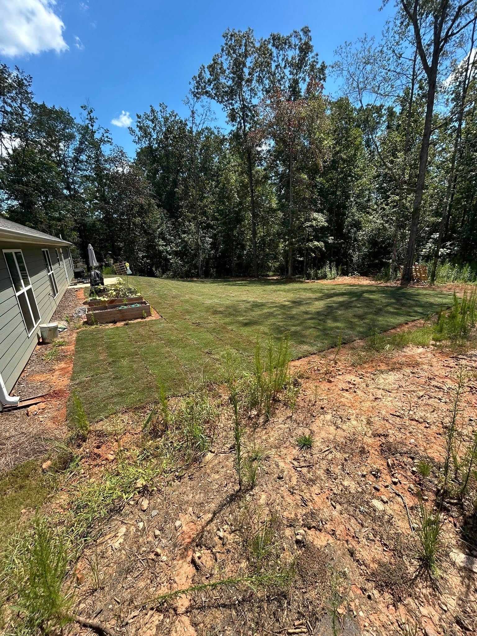 A backyard with recently seeded grass, edged by trees and dry dirt. A blue sky is overhead.