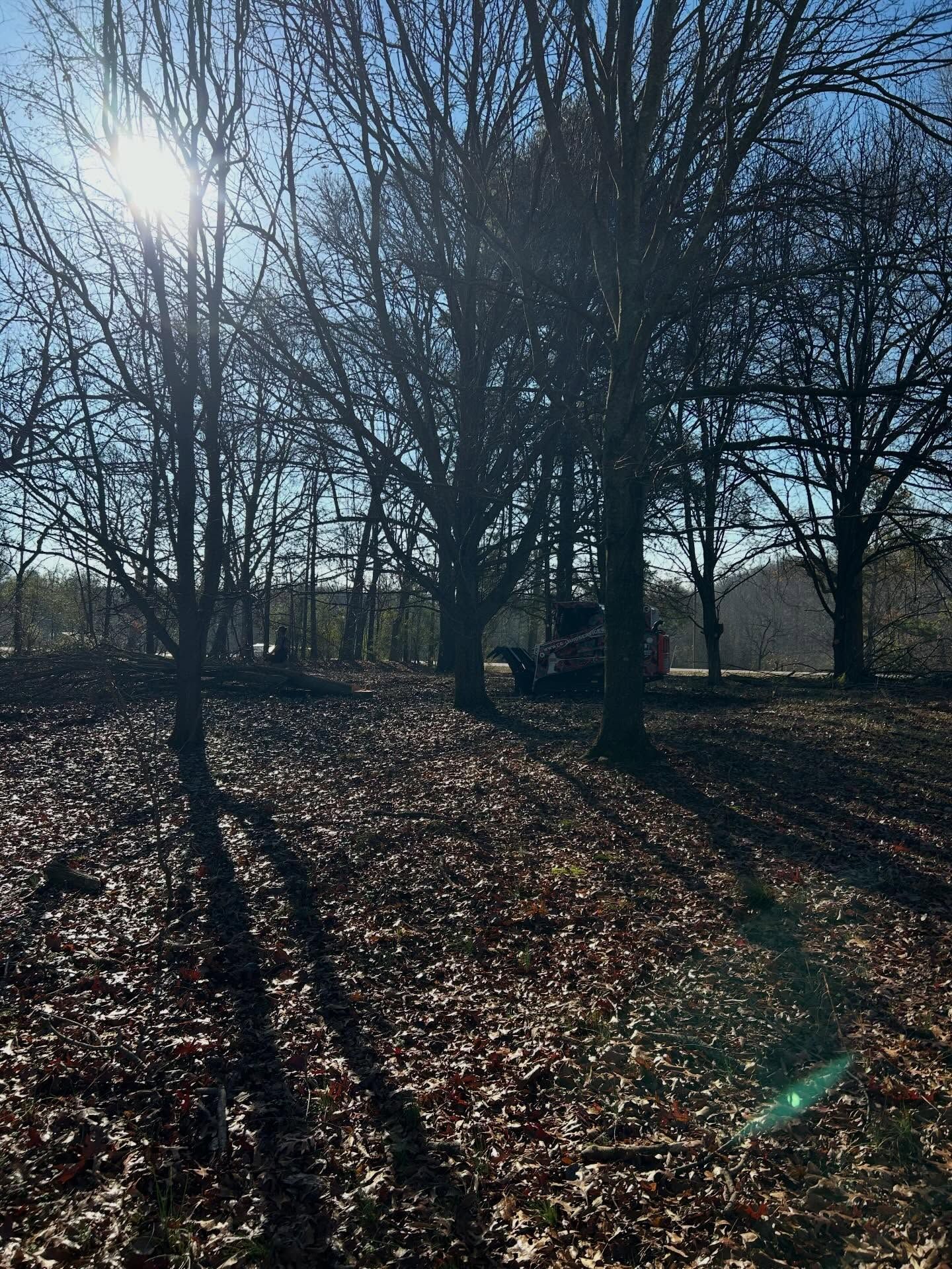 Sun shining through trees in a forest, casting long shadows on fallen leaves.
