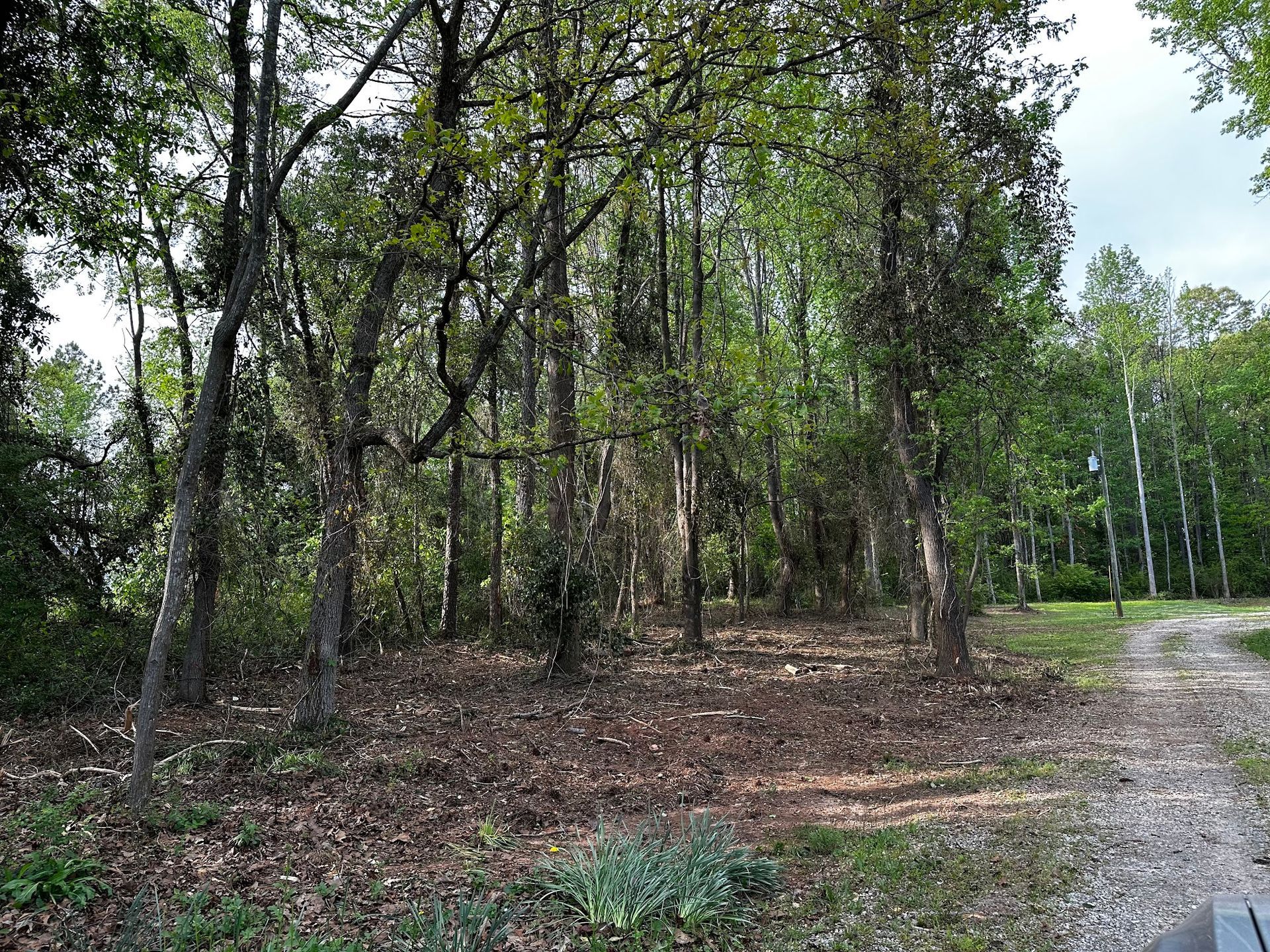 Trees in a forest, some with leaves, others bare. Brown leaves cover the ground.