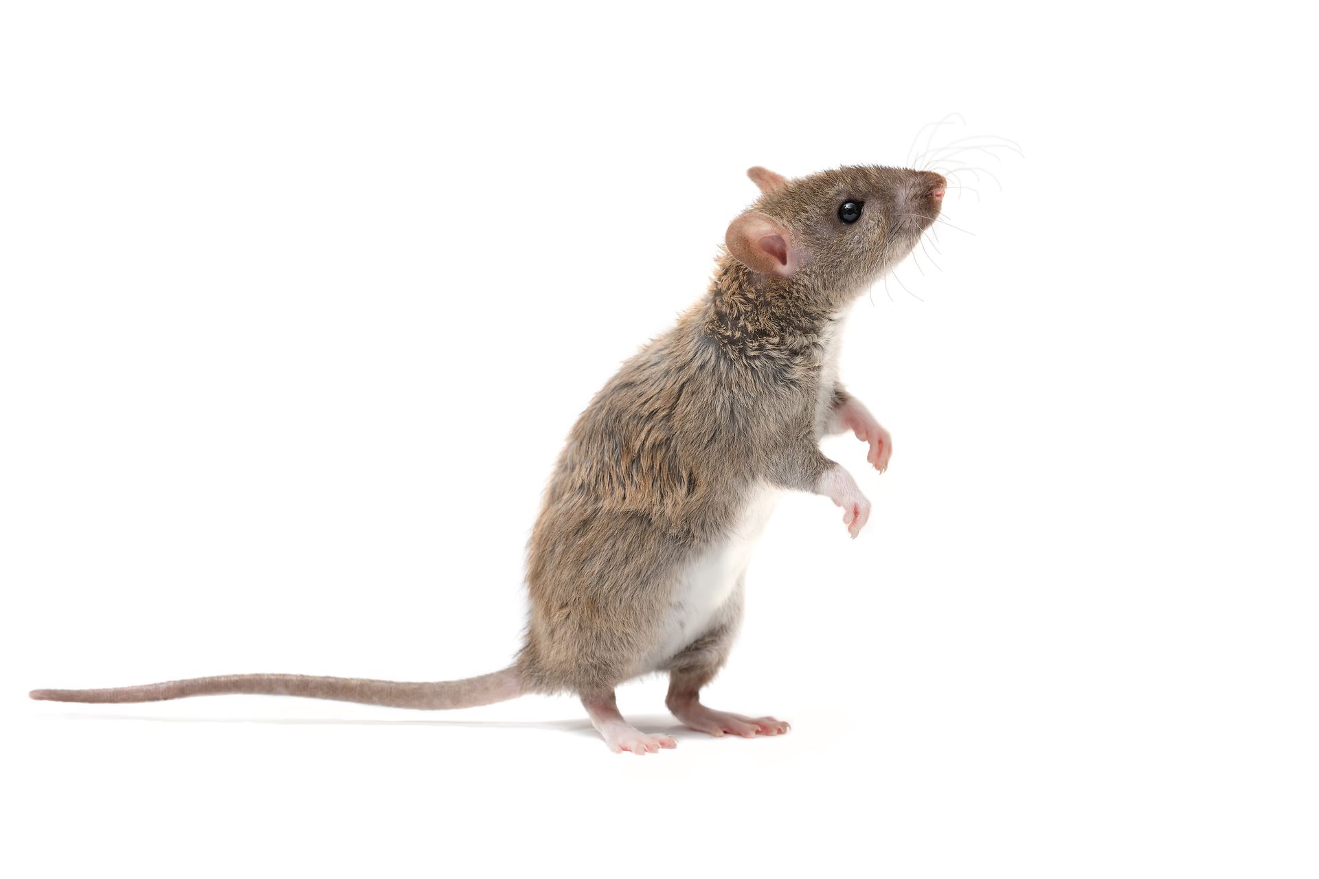 Small brown mouse standing upright on a white background.