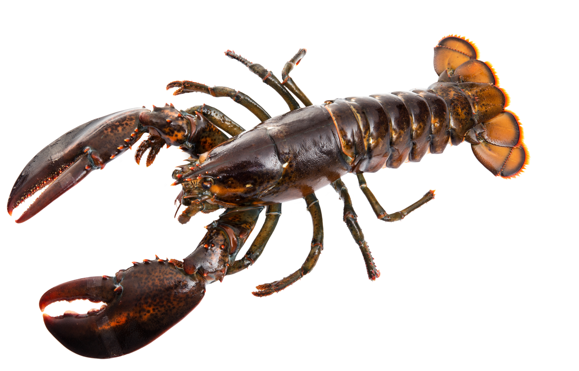a close up of a lobster on a white background . Local SEO services by H10 Marketing