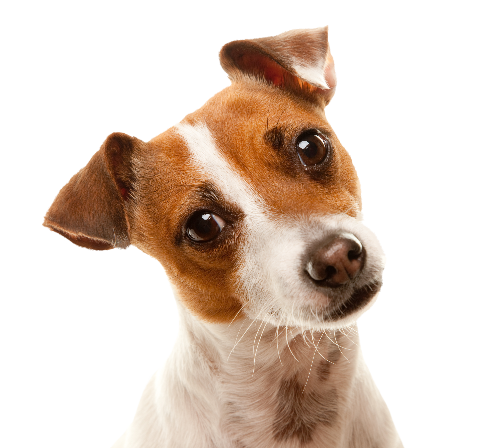 a brown and white dog is looking up at the camera