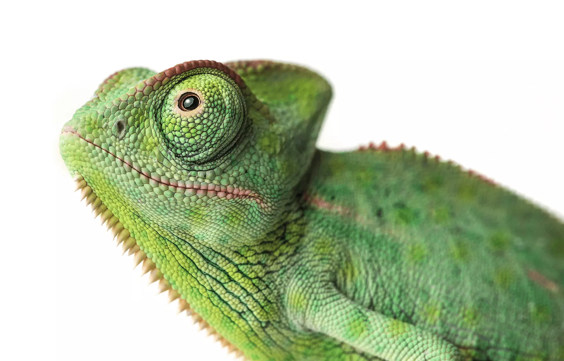 a close up of a green chameleon on a white background .