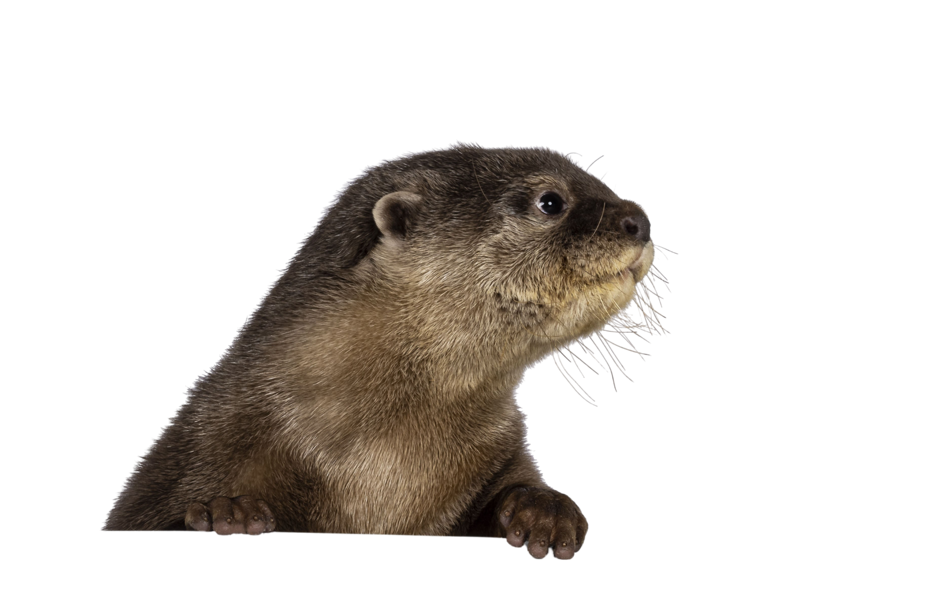 a close up of an otter peeking over a sign on a white background .