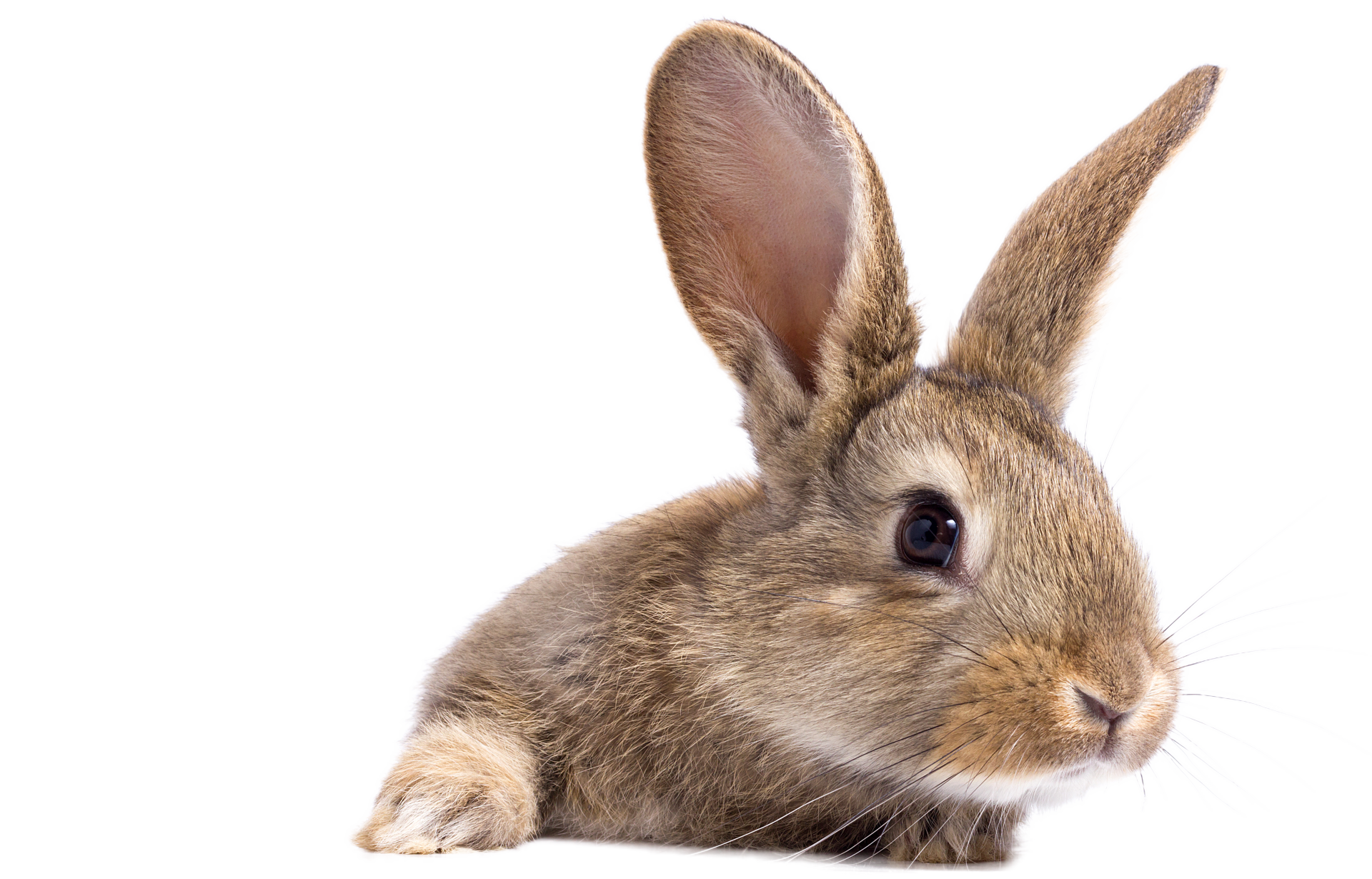 a small brown rabbit is laying down on a white background .
