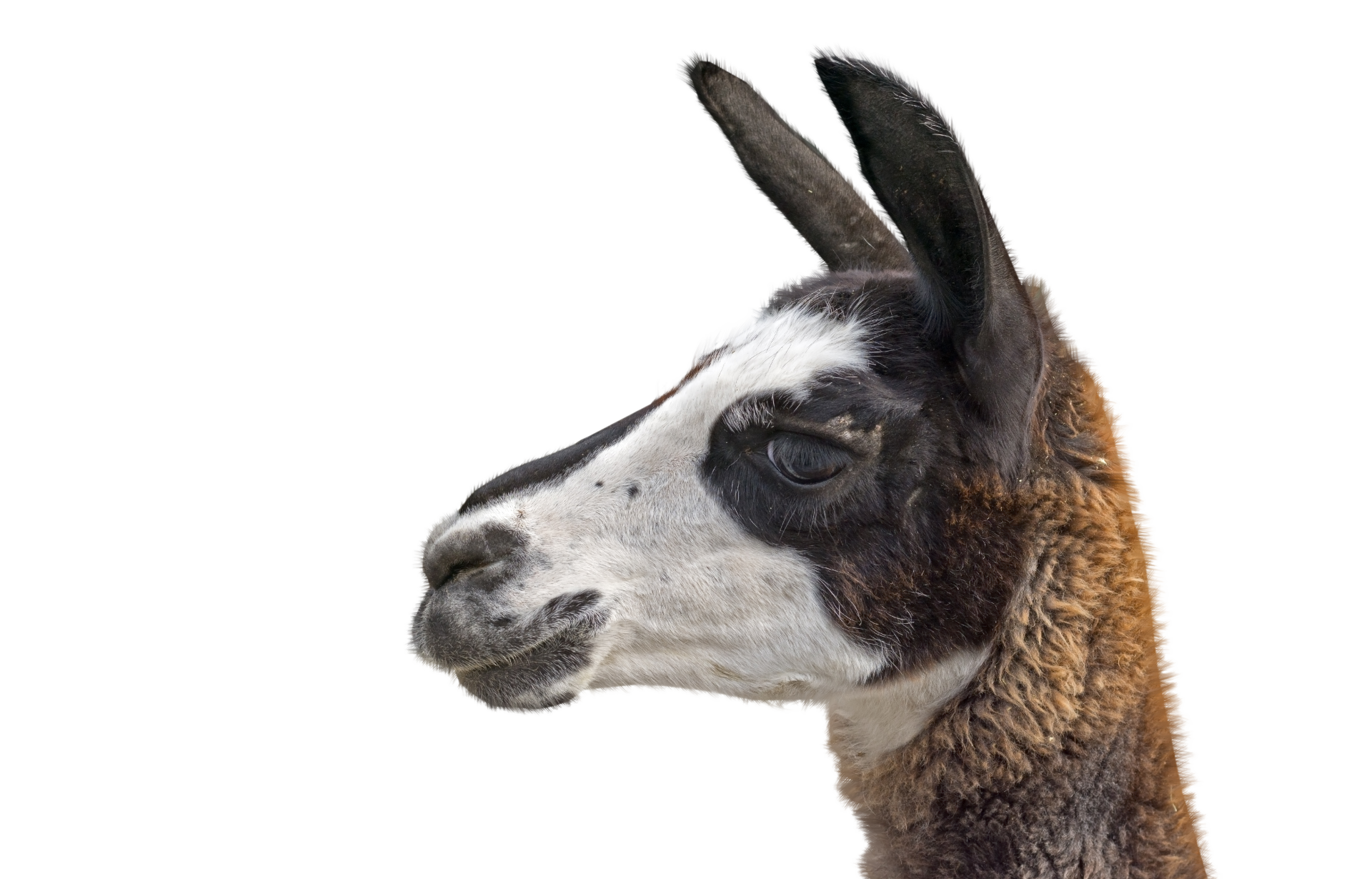 a close up of a llama 's head on a white background .