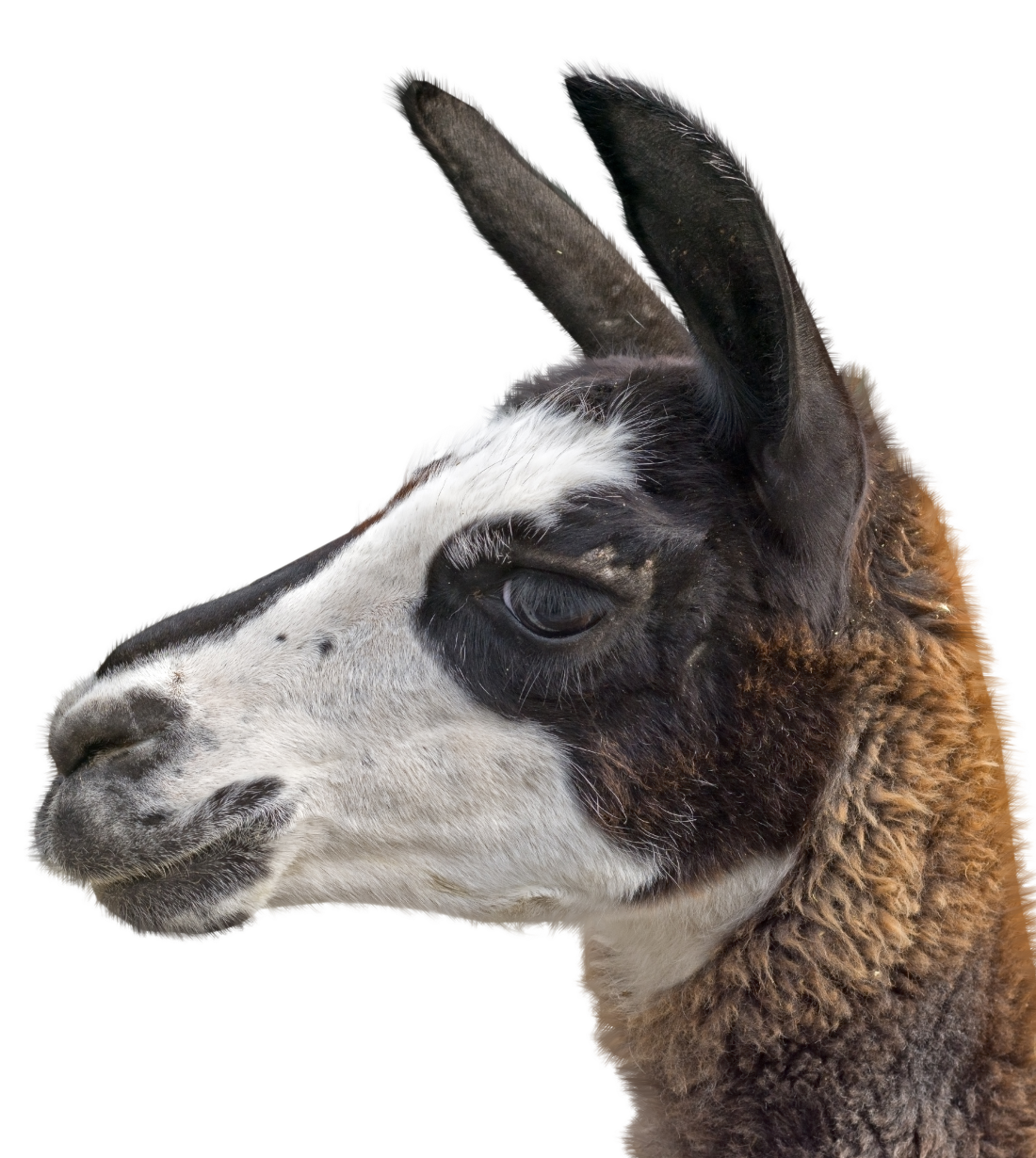 a close up of a llama 's head on a white background .