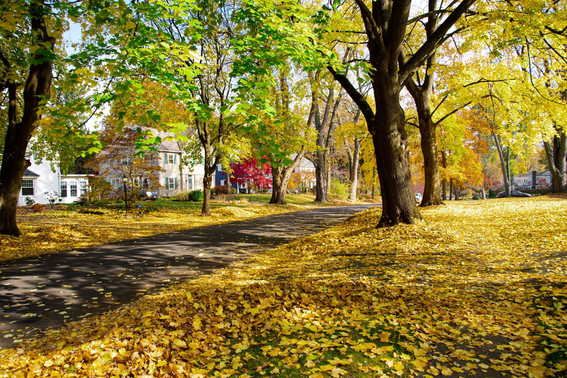 A tree-lined street in autumn with colorful leaves, a dark road, and houses in the background.