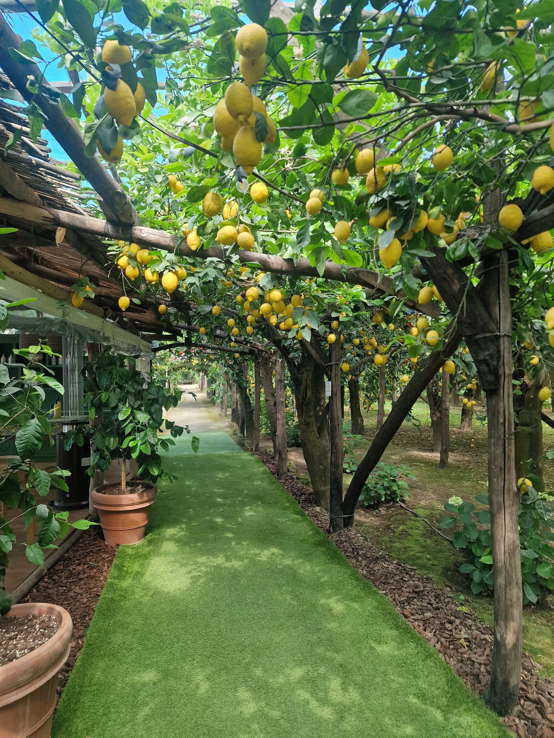 Garden path under a green pergola with lemons