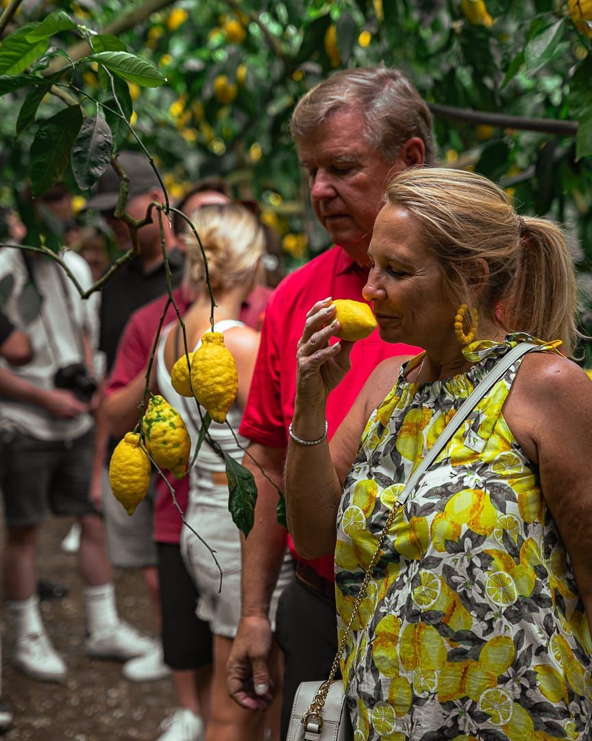 Tourists walking through a lemon grove.