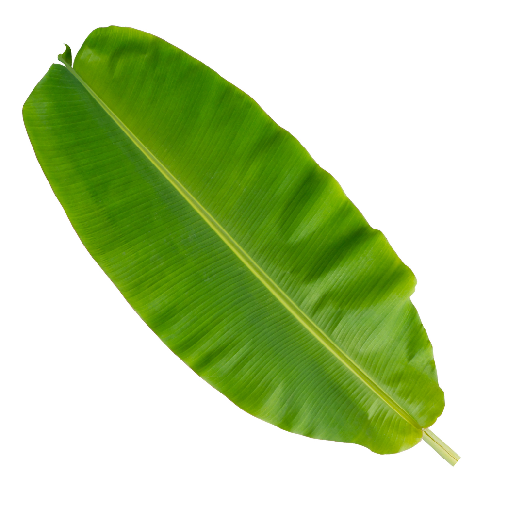 A large green banana leaf on a white background