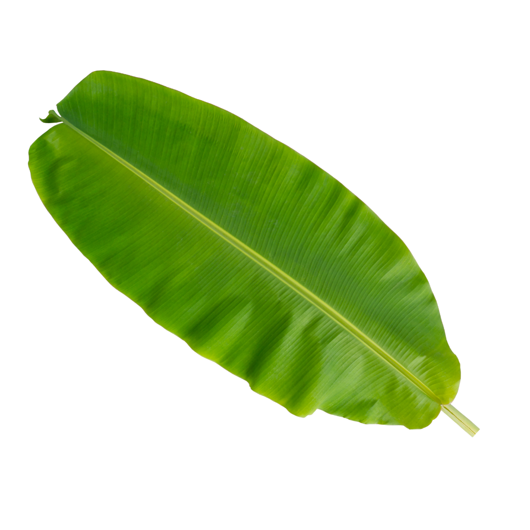 A large green banana leaf on a white background