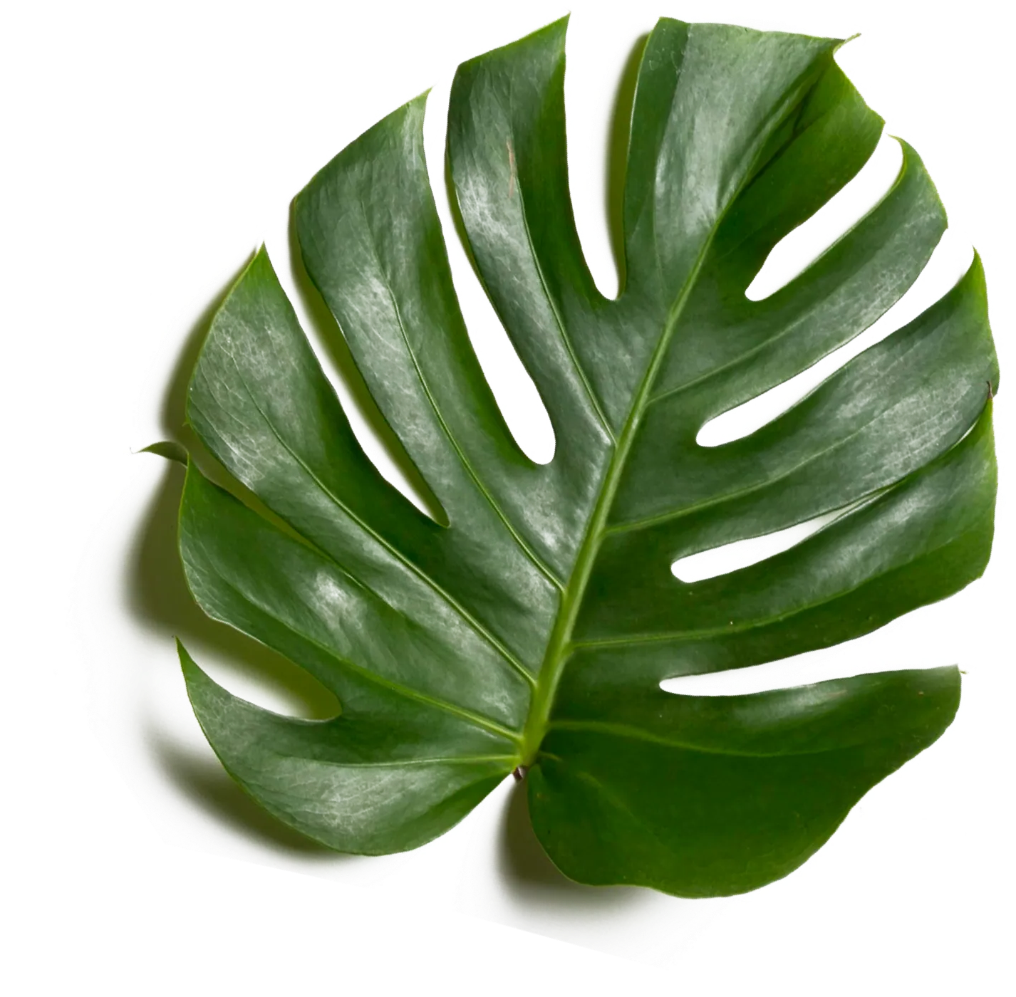 A large green leaf on a white background