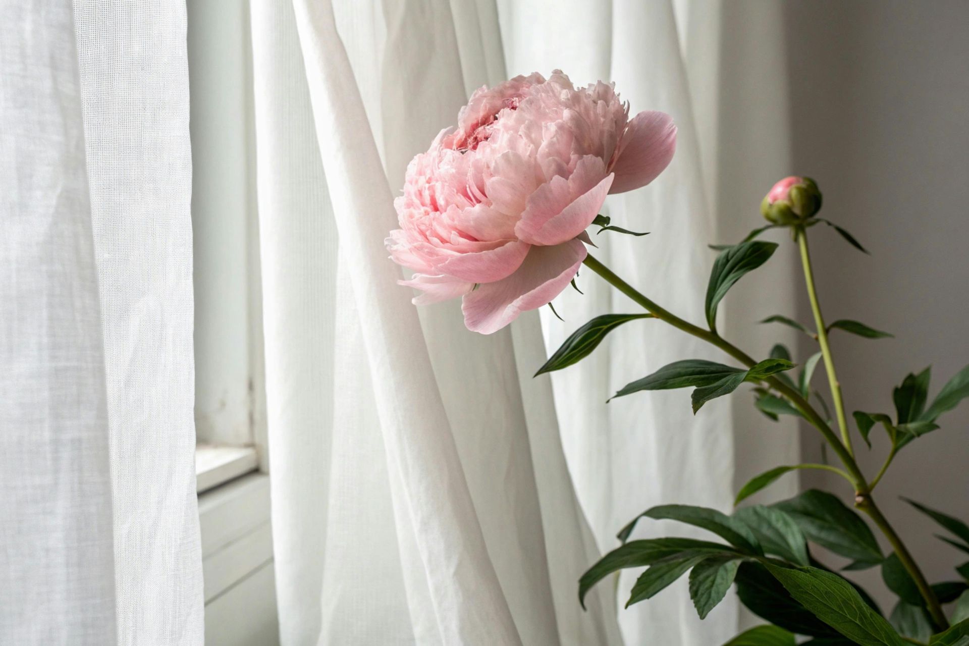 spring flowers in front of white fabric curtains by a window