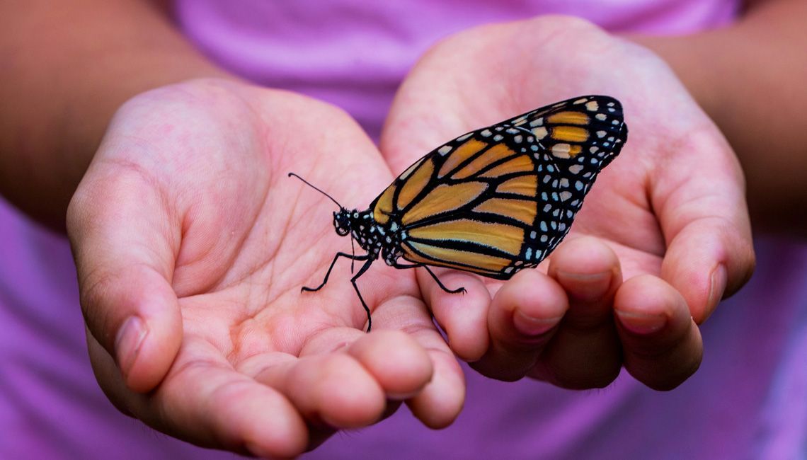 renacer como mariposa dolor maestro de vida