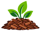 Young green plant sprouting from a pile of brown mulch