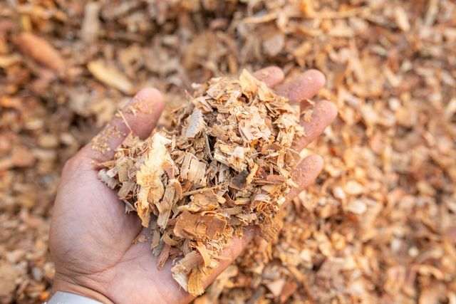 Mano che regge un mucchio di trucioli di legno marrone chiaro su uno sfondo di trucioli simili