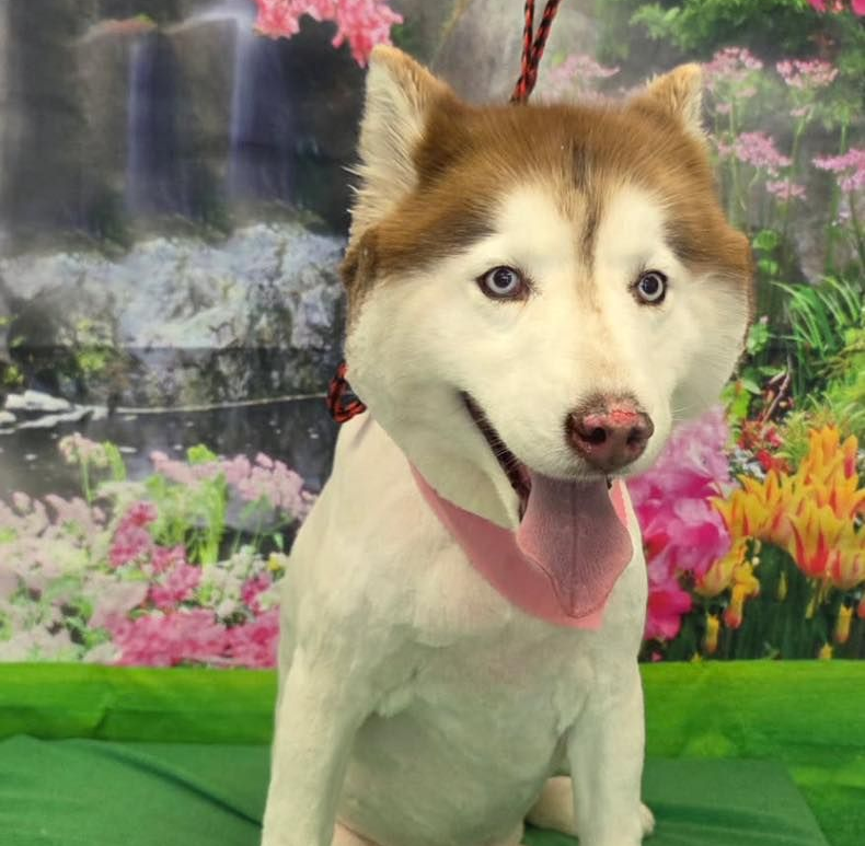Dog Grooming in Salisbury, NC Dog Grooming in Salisbury, NC