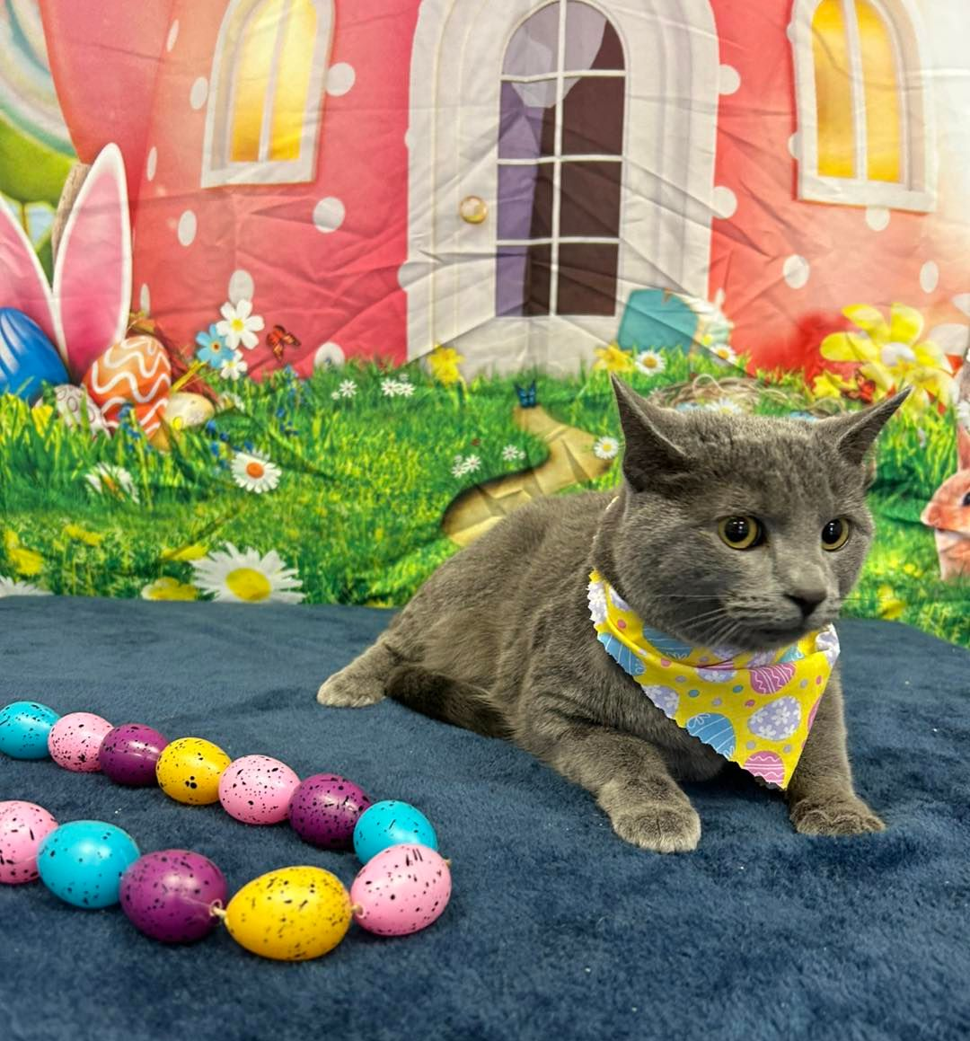 Cat Grooming in Salisbury, NC