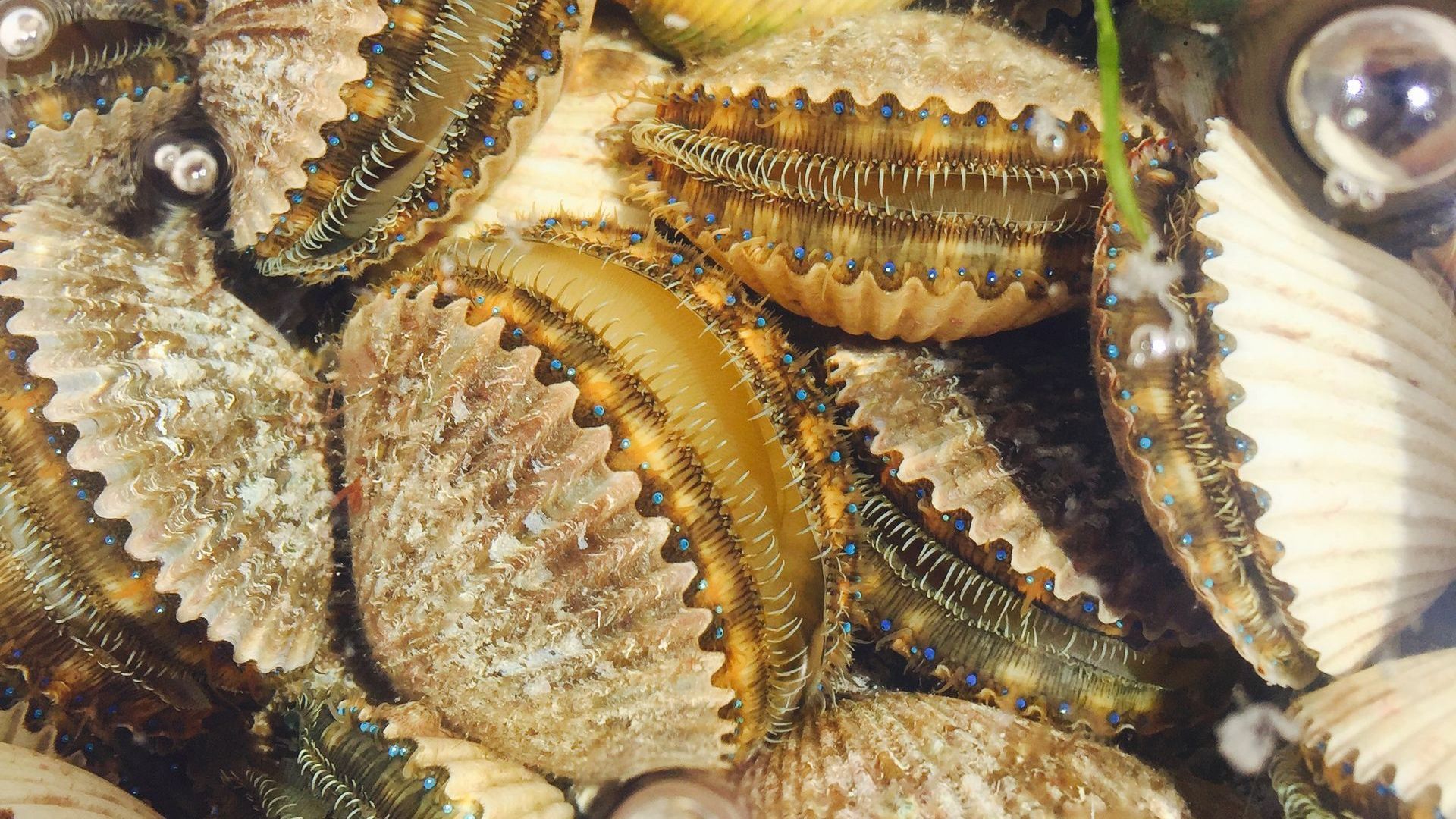 Crystal River Florida Scallops