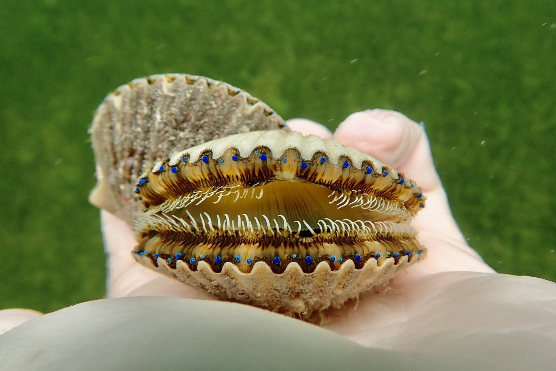 Florida Scallop Season 2025, Bay Scallop, Crystal River, Florida Summer things to do