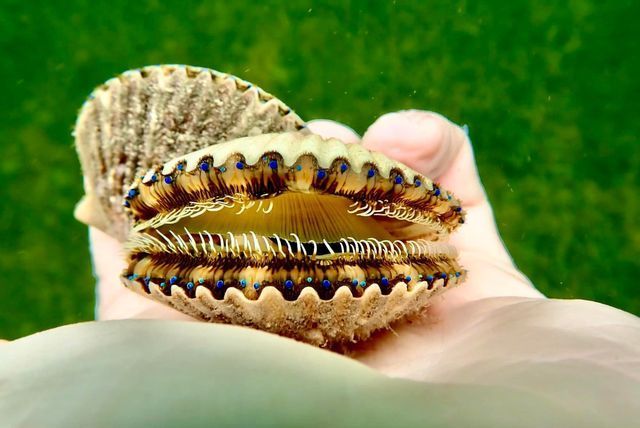 Florida Bay Scallop