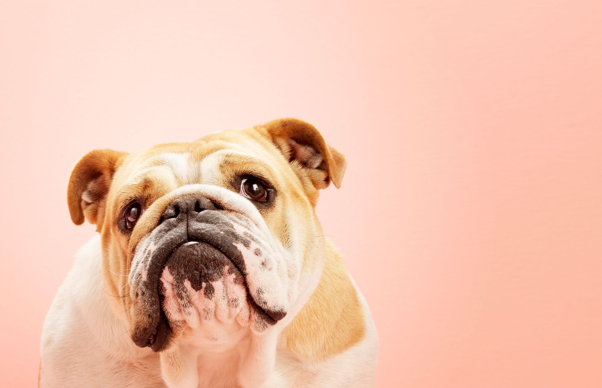 pensione per cani