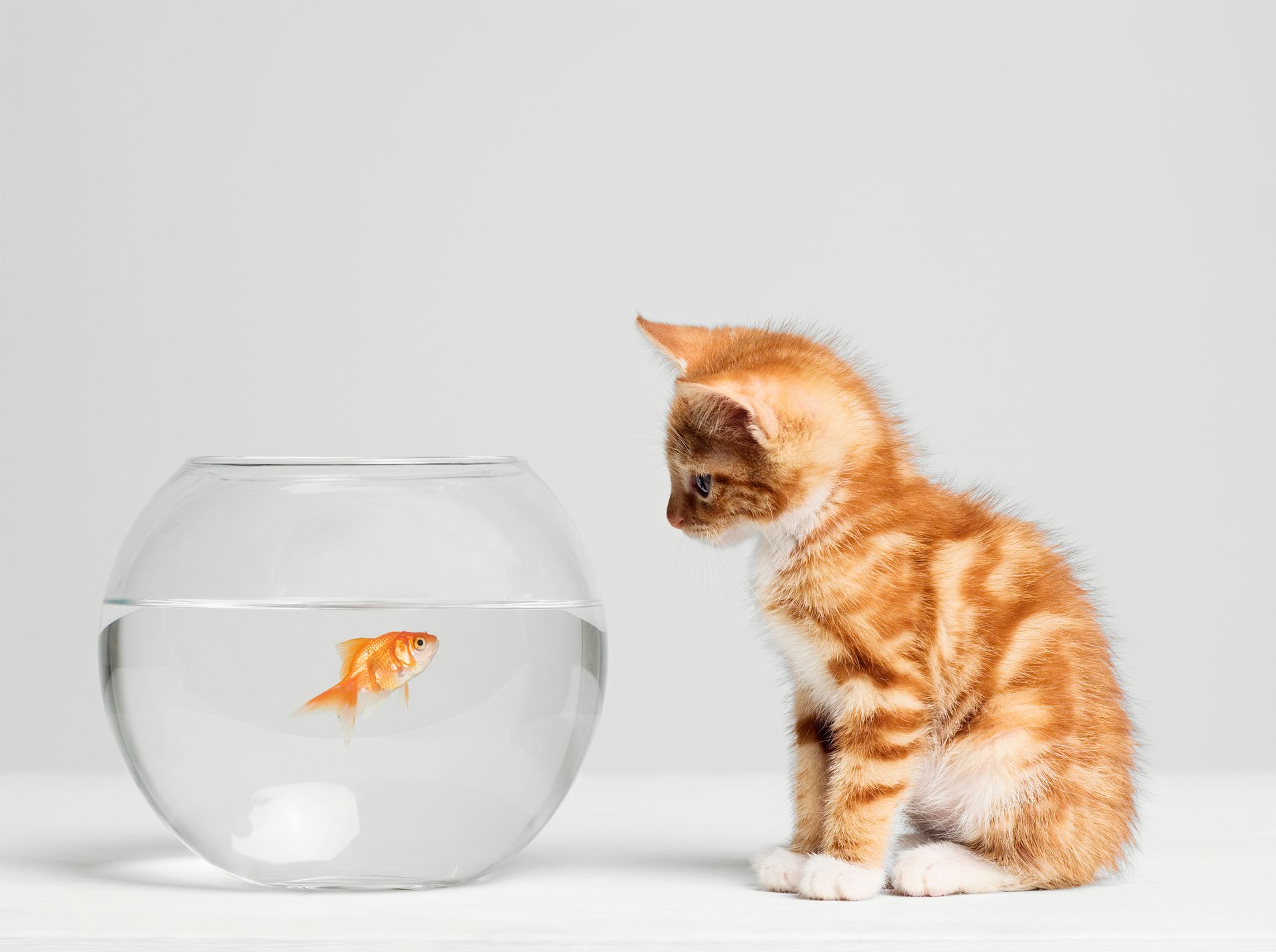 alimenti e accessori animali