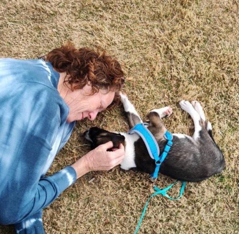 Person in blue shirt pets a puppy lying on the ground. Puppy has a blue harness and leash.
