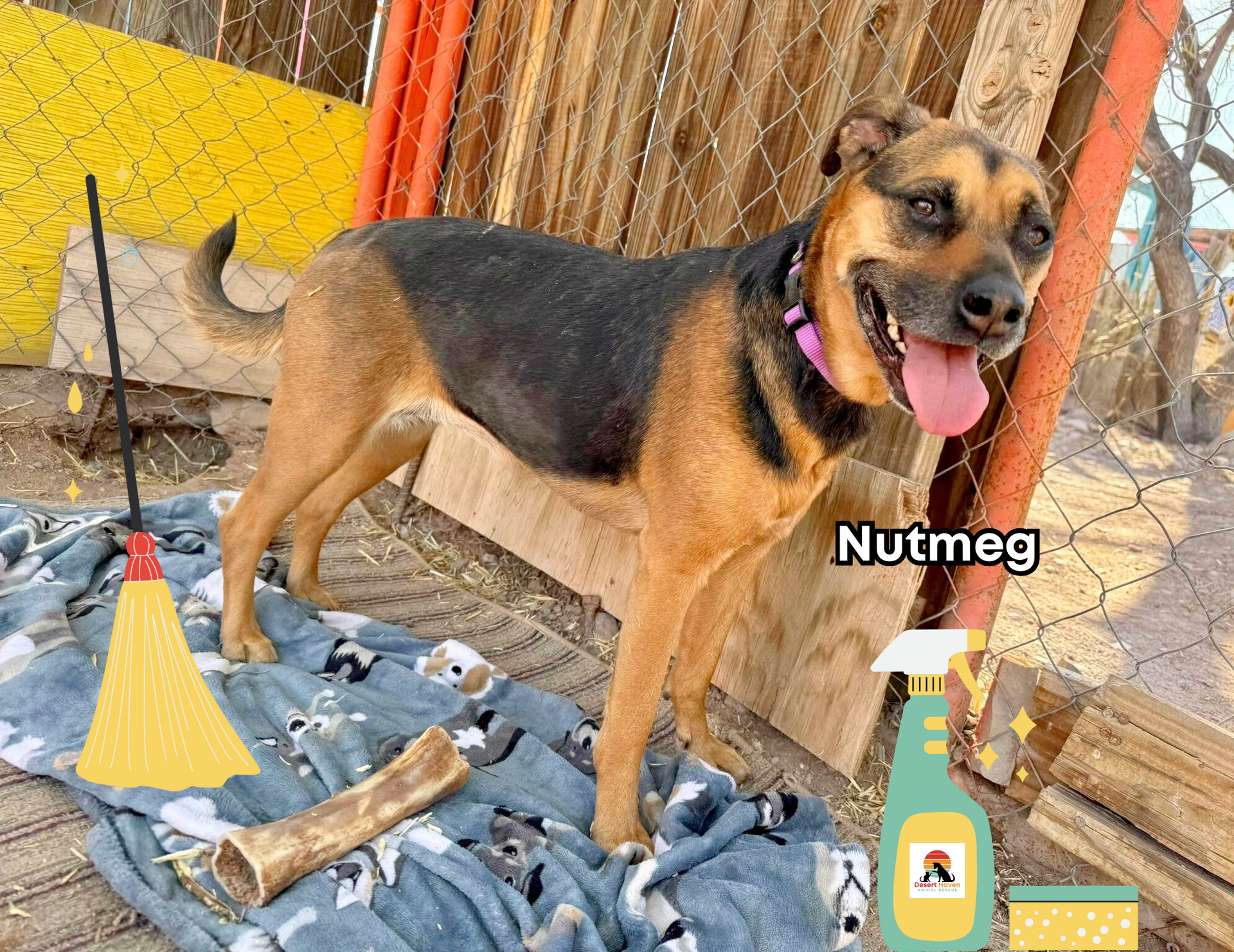 Nutmeg, a brown and black dog with a pink collar, smiles while standing on a blanket with cleaning supplies.